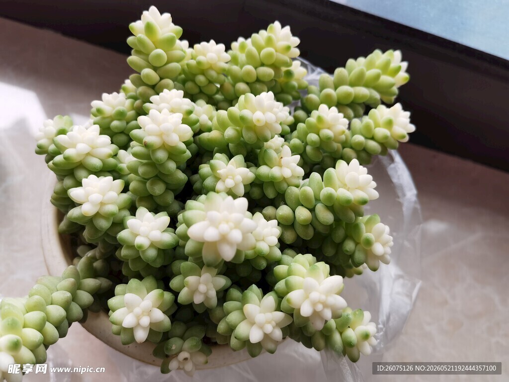 清新玉坠多肉盆栽