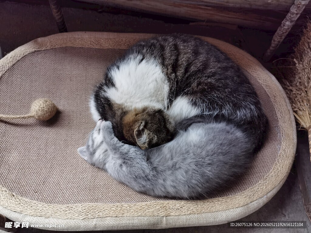 两只蜷睡在猫窝的可爱猫咪