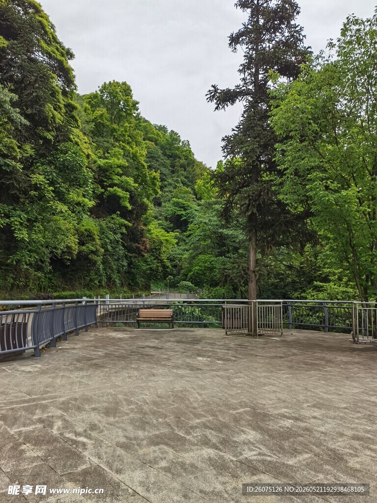林间开阔空地景观