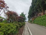 蜿蜒路旁绿植景观