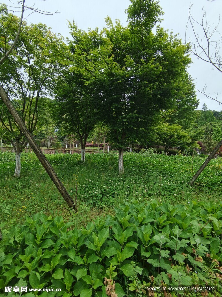绿意盎然的田园树木景观