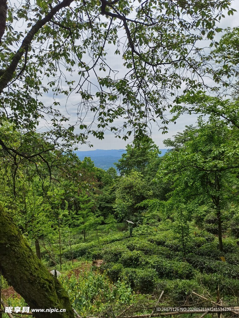 山林间的葱郁茶园美景