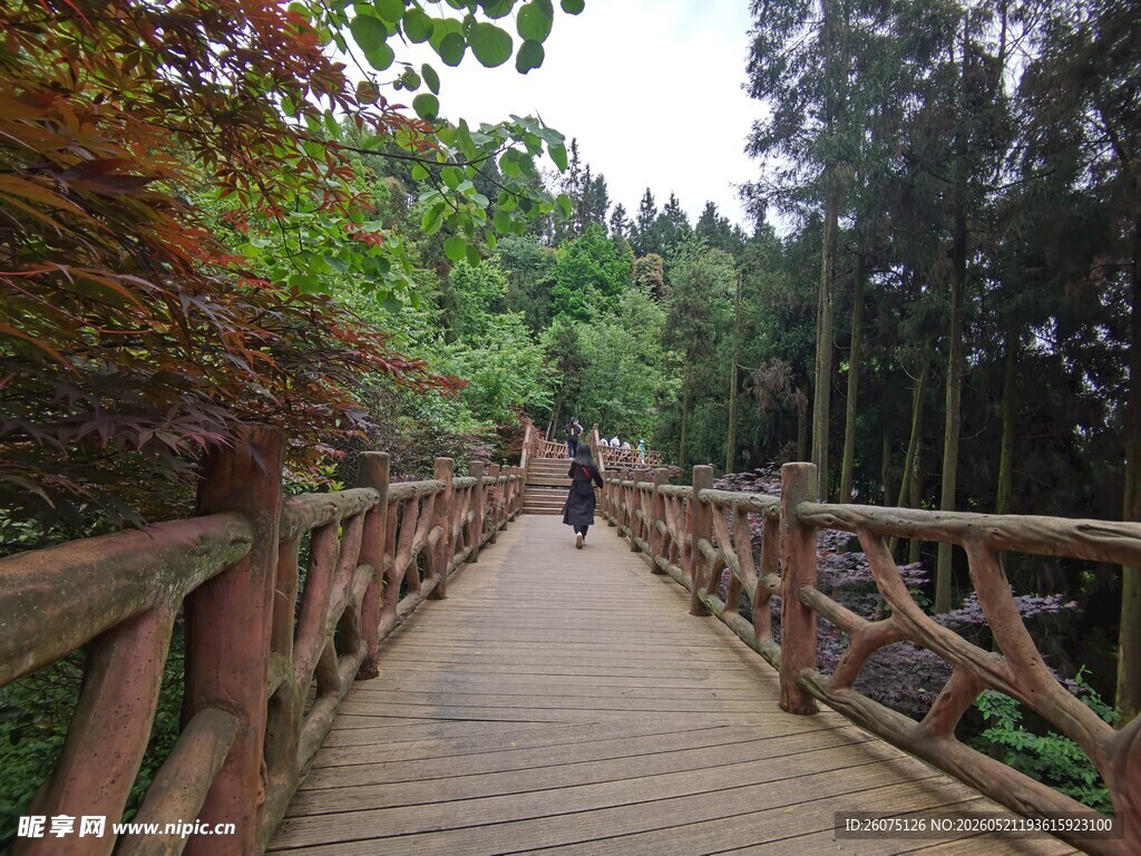 林间木栈道漫步景致