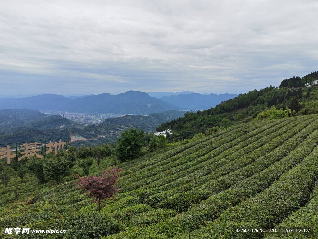 山间茶园美景