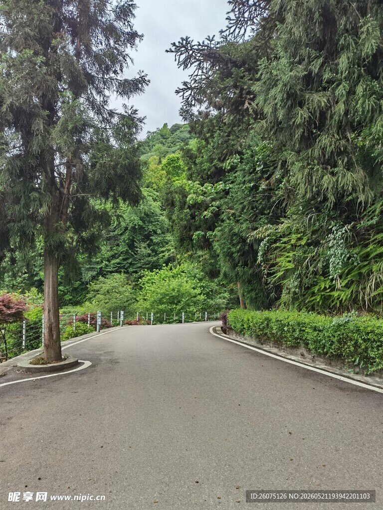 林间幽静小路