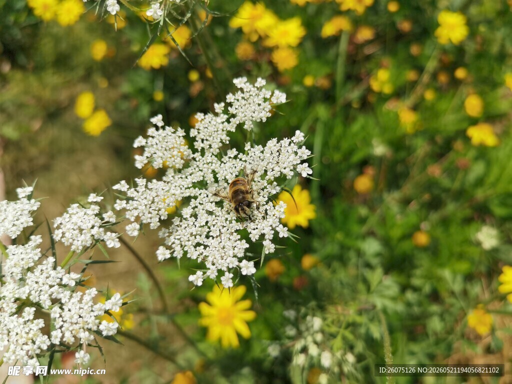野地白花与黄花相映成趣