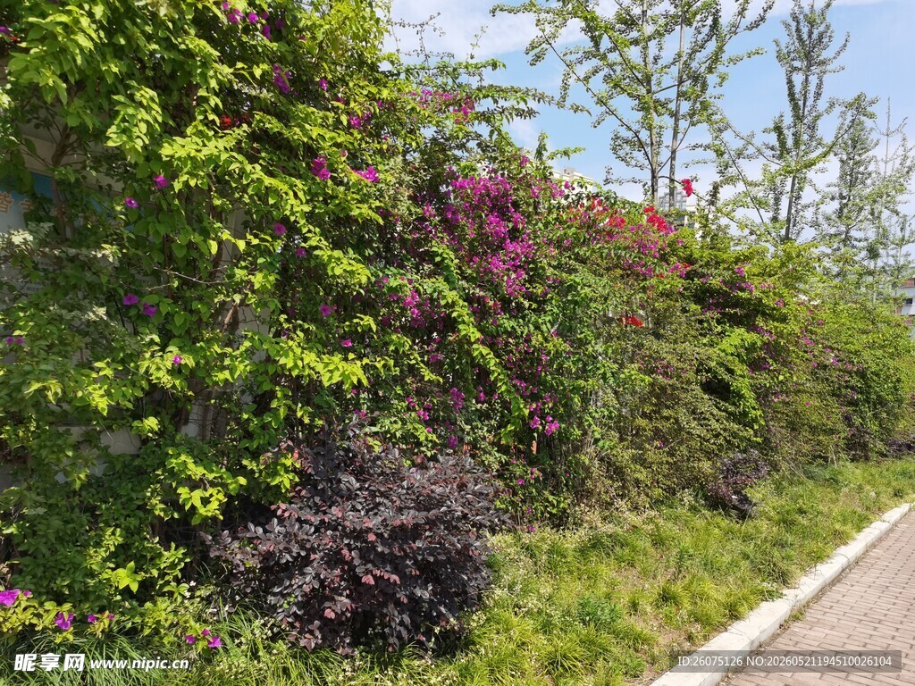 路边繁花绿植景观