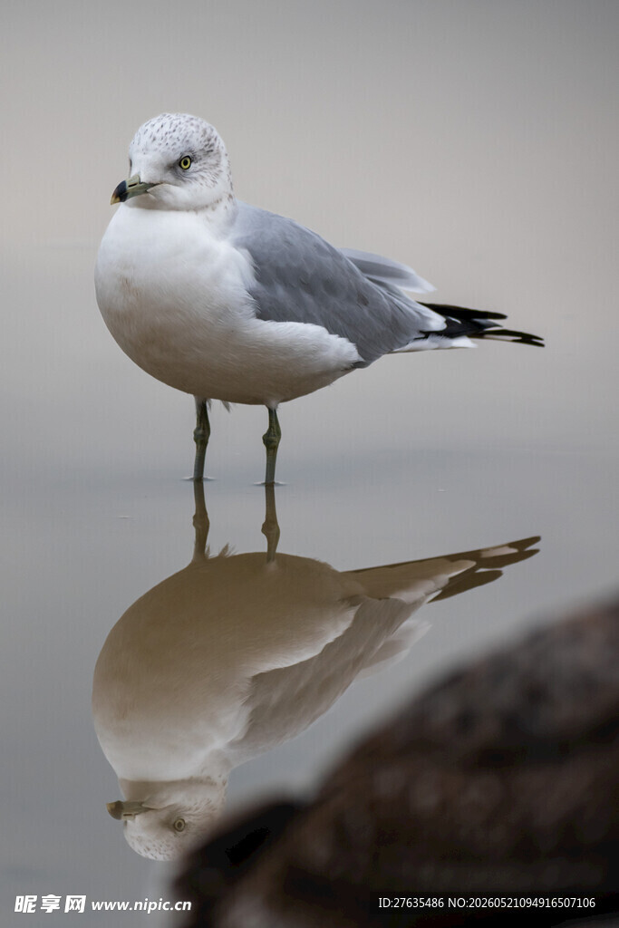 水边站立的海鸥