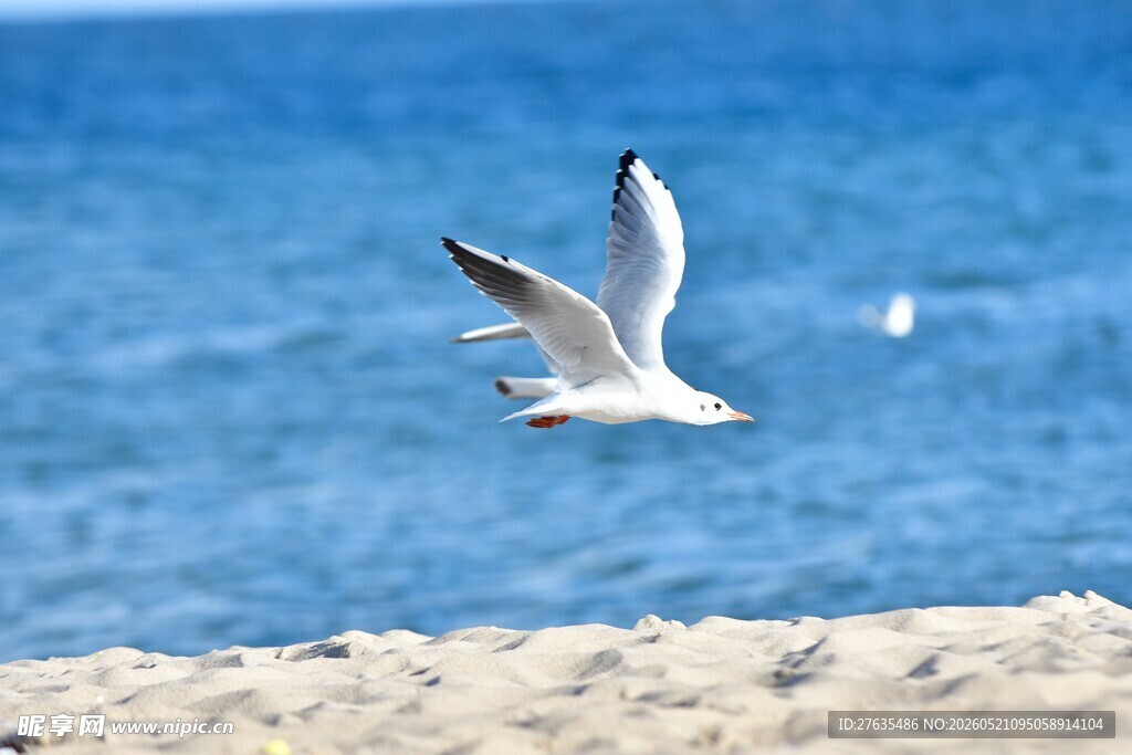 海边飞翔的海鸥