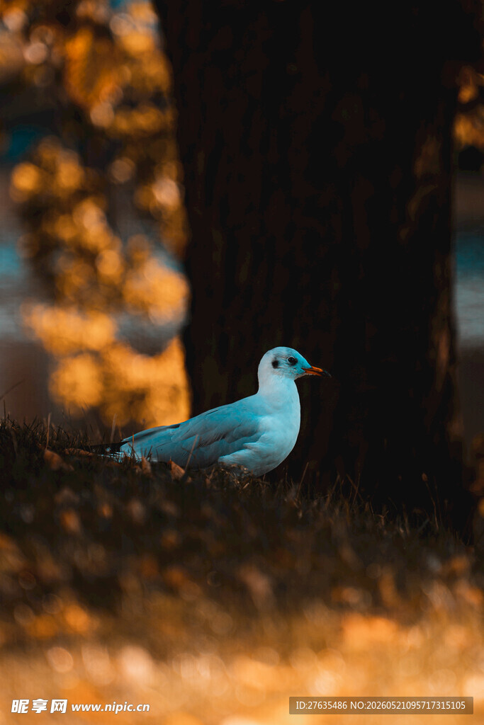 树下的海鸥