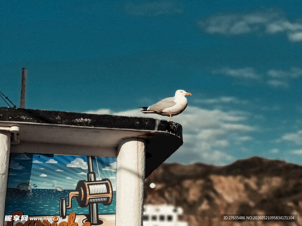 屋顶海鸥与远处风景