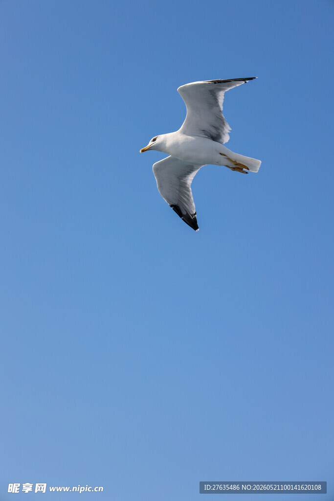 蓝天中翱翔的白色海鸥