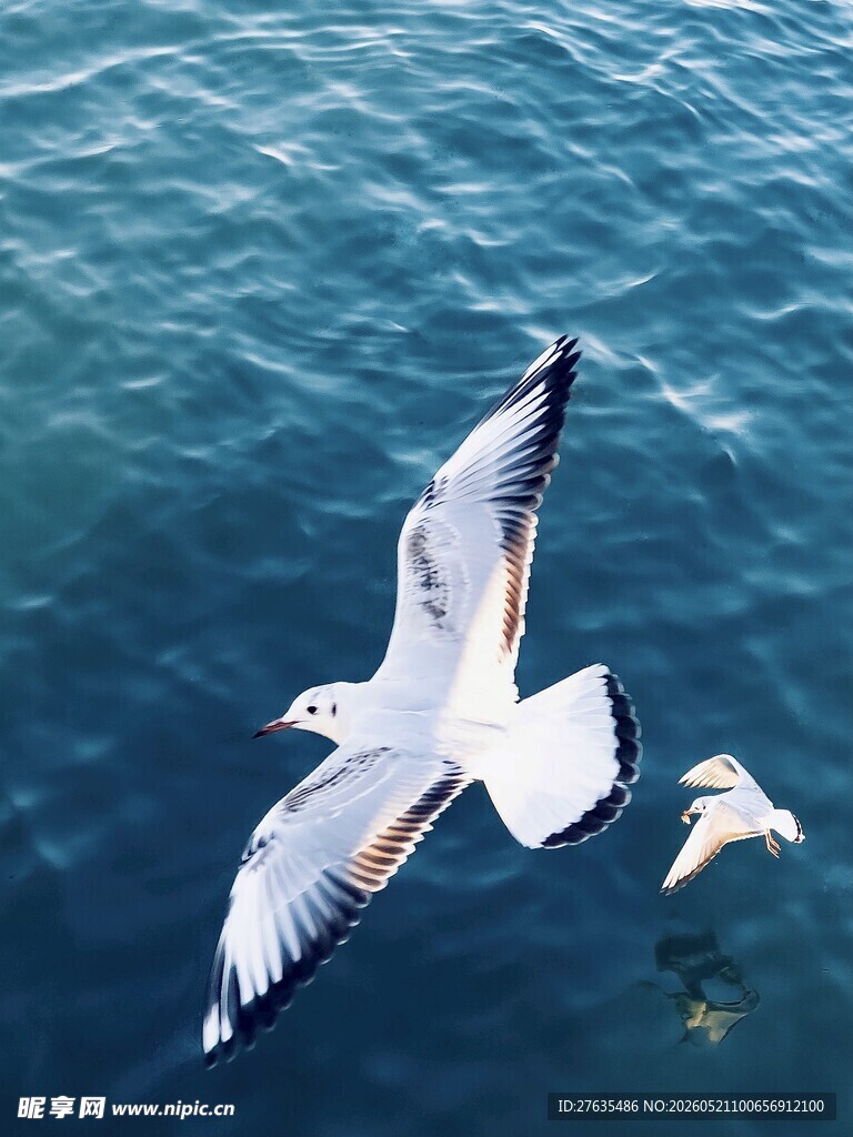 海鸥翱翔于蔚蓝大海之上