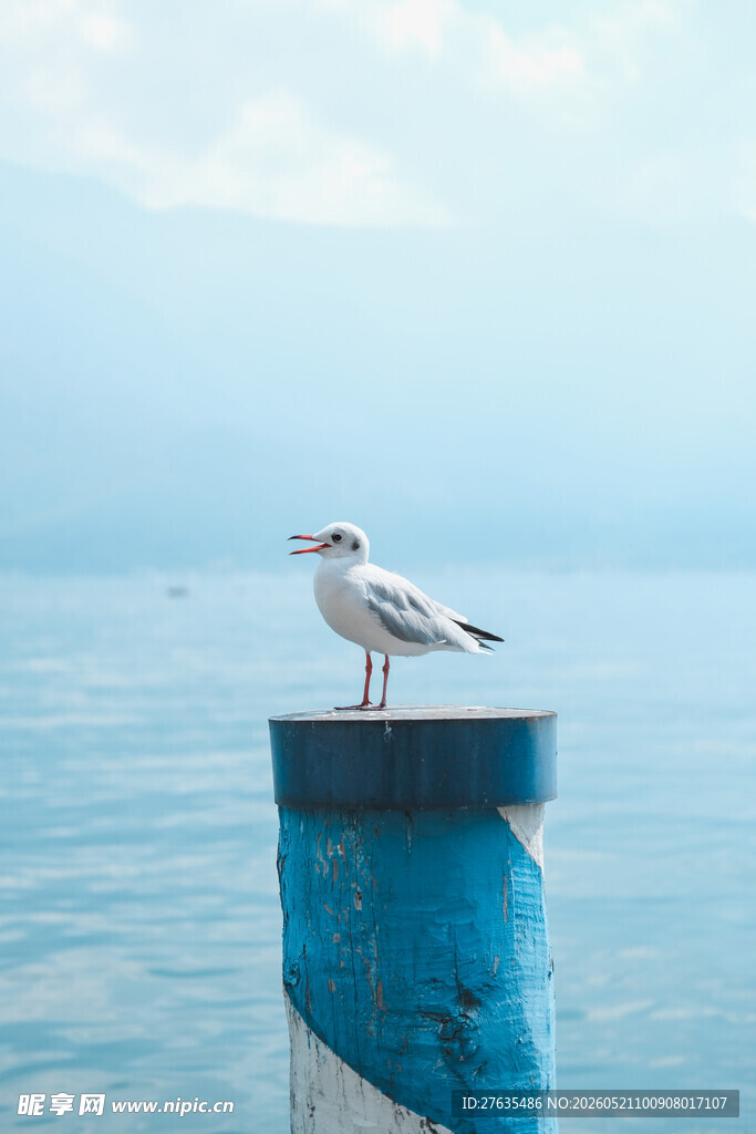 海鸥立于蓝柱眺望大海