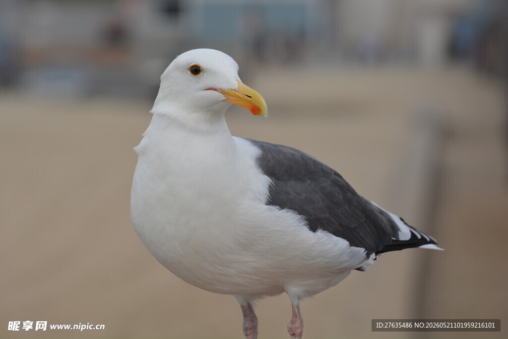 海边站立的海鸥