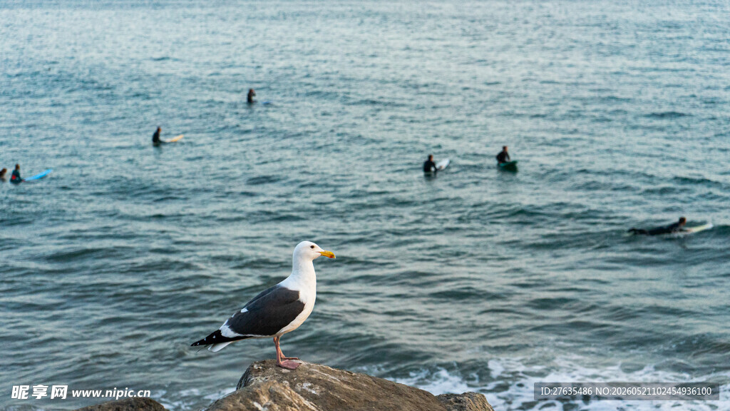 海边岩石上的孤独海鸥
