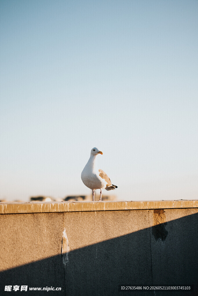 屋顶上的海鸥
