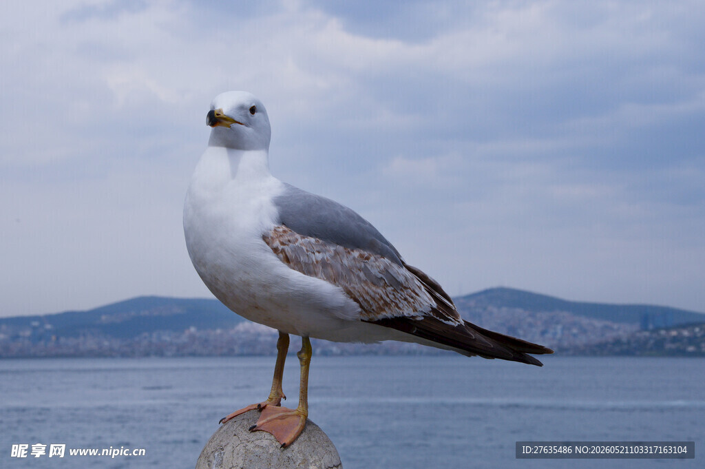 海鸥立于石上眺望大海