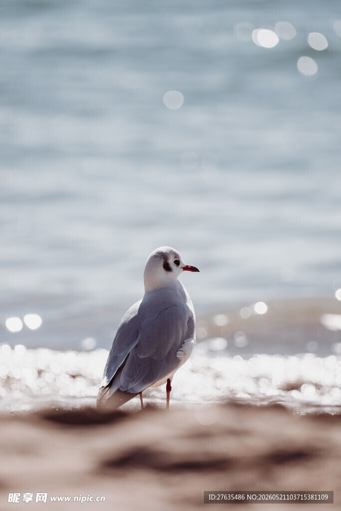 海边独站的海鸥