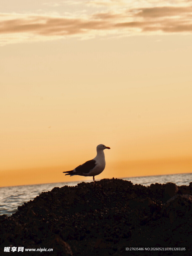 夕阳下孤站的海鸥