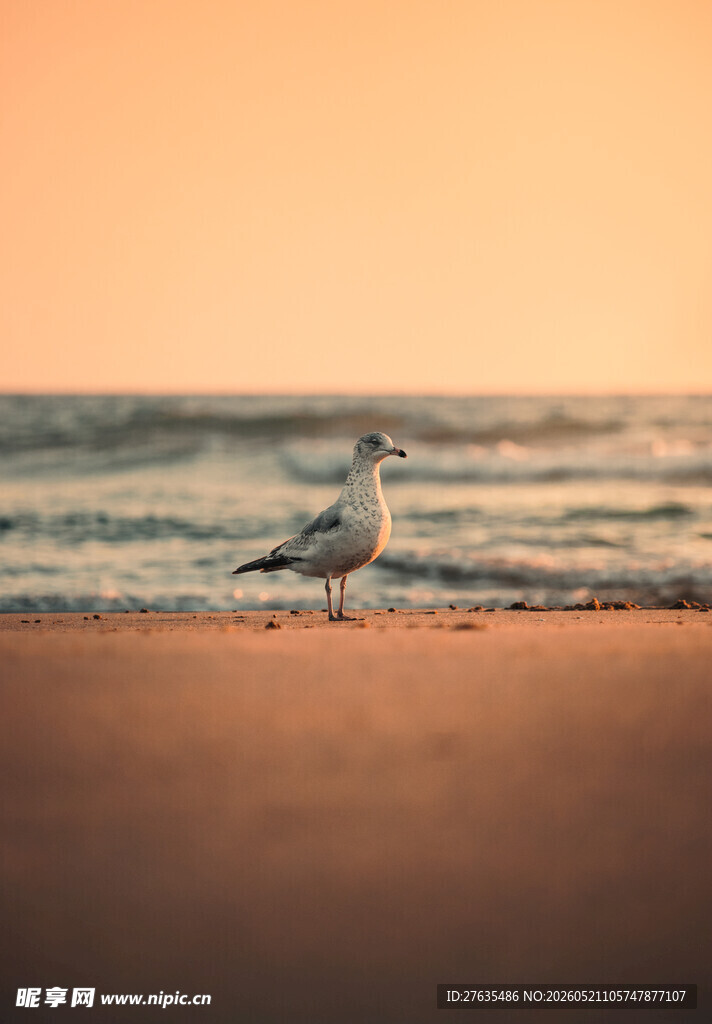 夕阳下海滩上的孤独海鸥