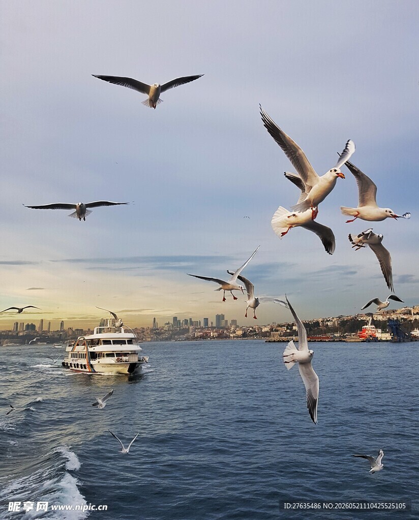 海上飞鸟伴船行