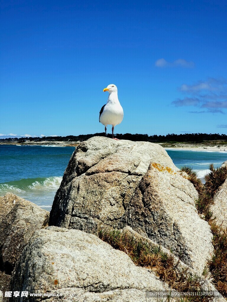 岩石上的海鸥