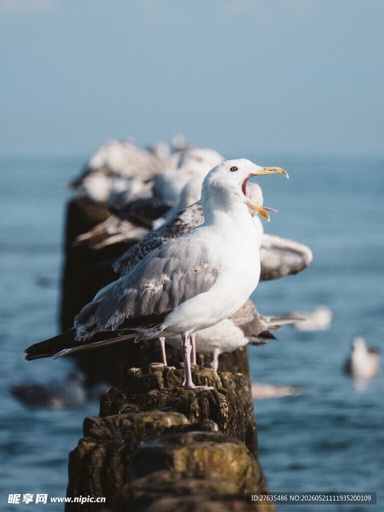 海边礁石上的多只海鸥