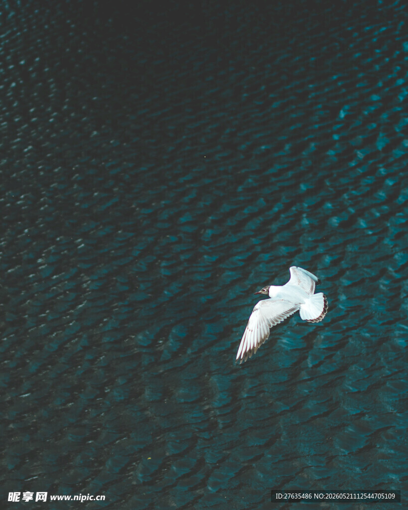 海面上飞翔的白色海鸥