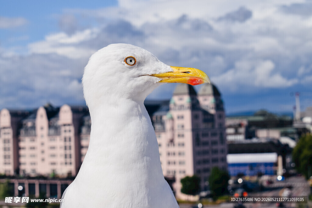 海滨城市中的白海鸥