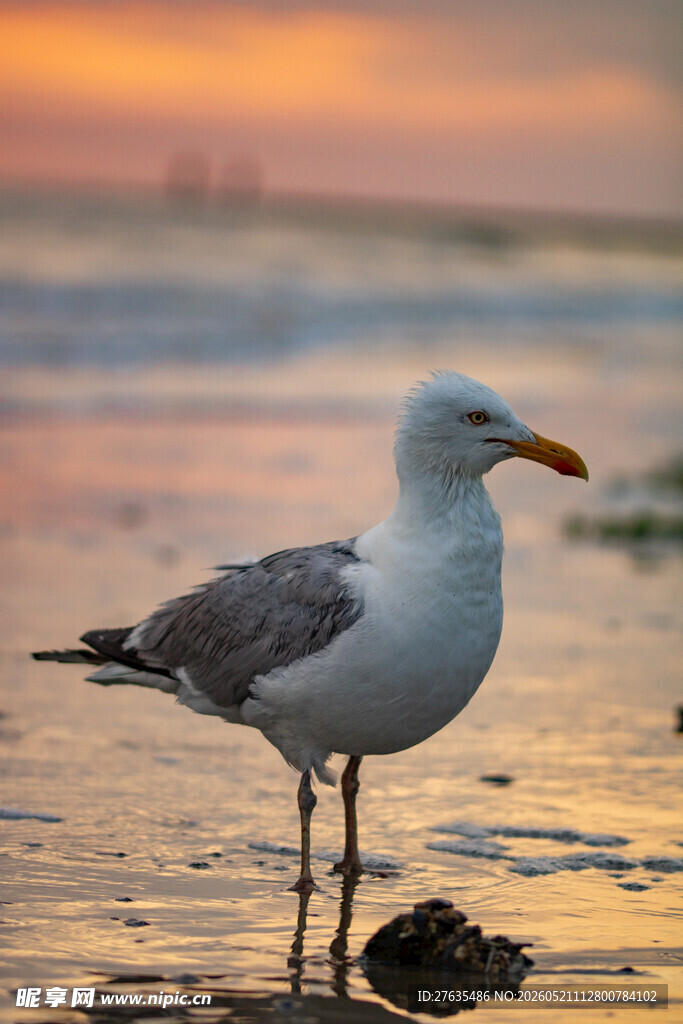 夕阳下海滩上的孤独海鸥