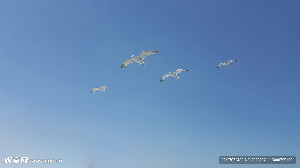蓝天飞鸟自由翱翔之景