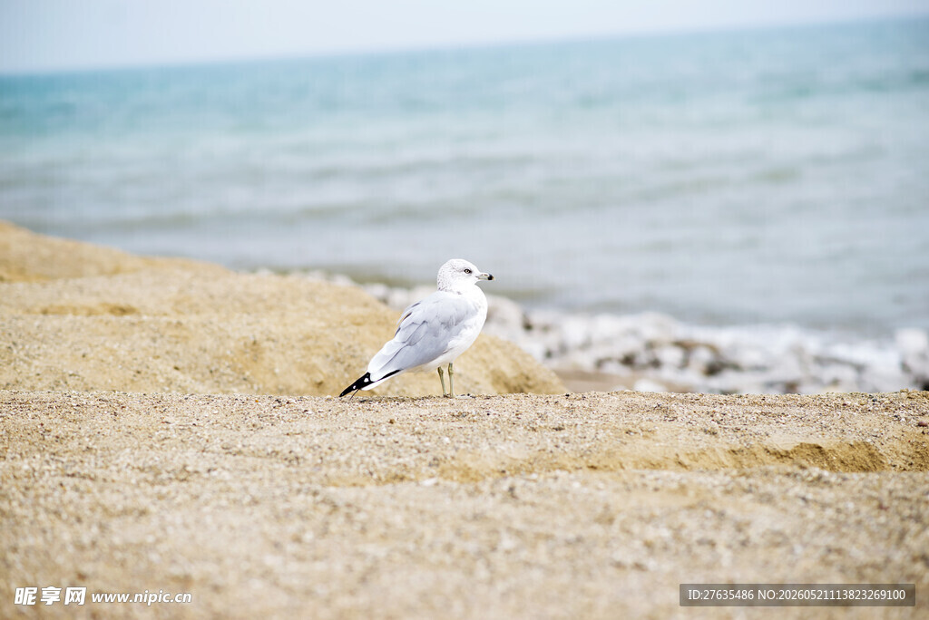 海边站立的白色海鸥