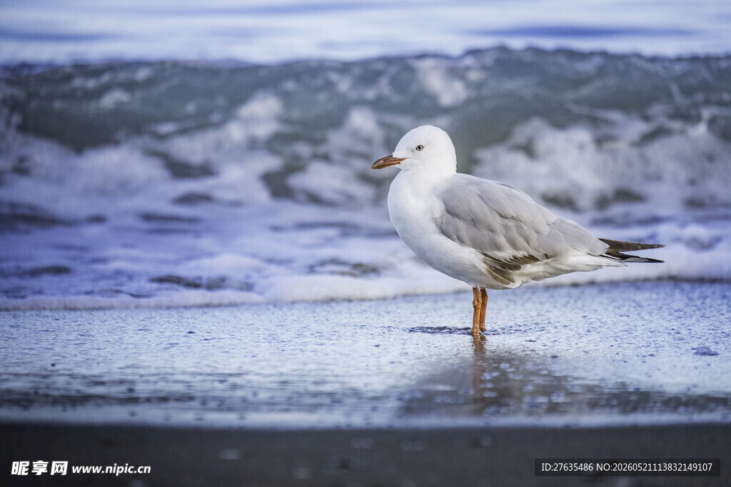 海边独立海鸥