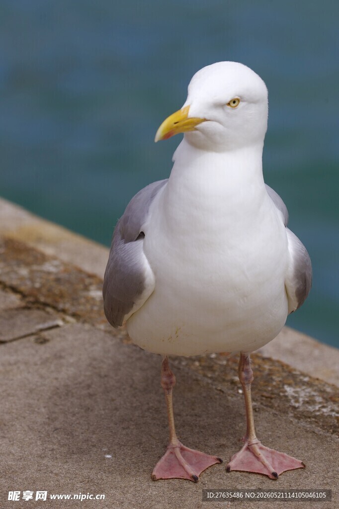 海边站立的灰白海鸥