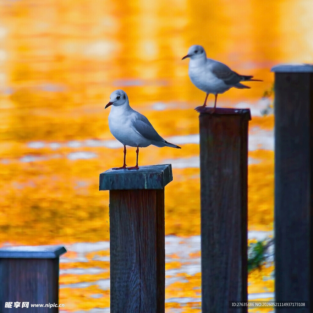 夕阳下双鸟立于木桩