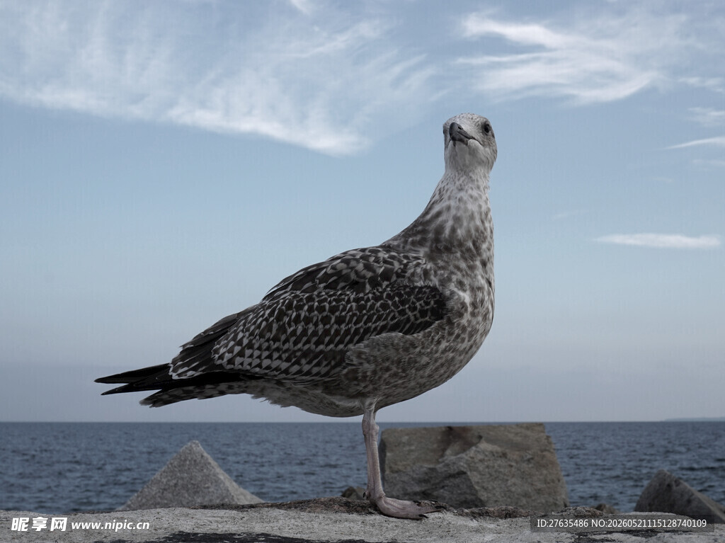 海边独立的斑点海鸥