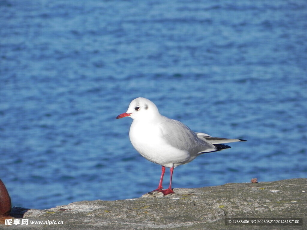 岩石上的红脚海鸥