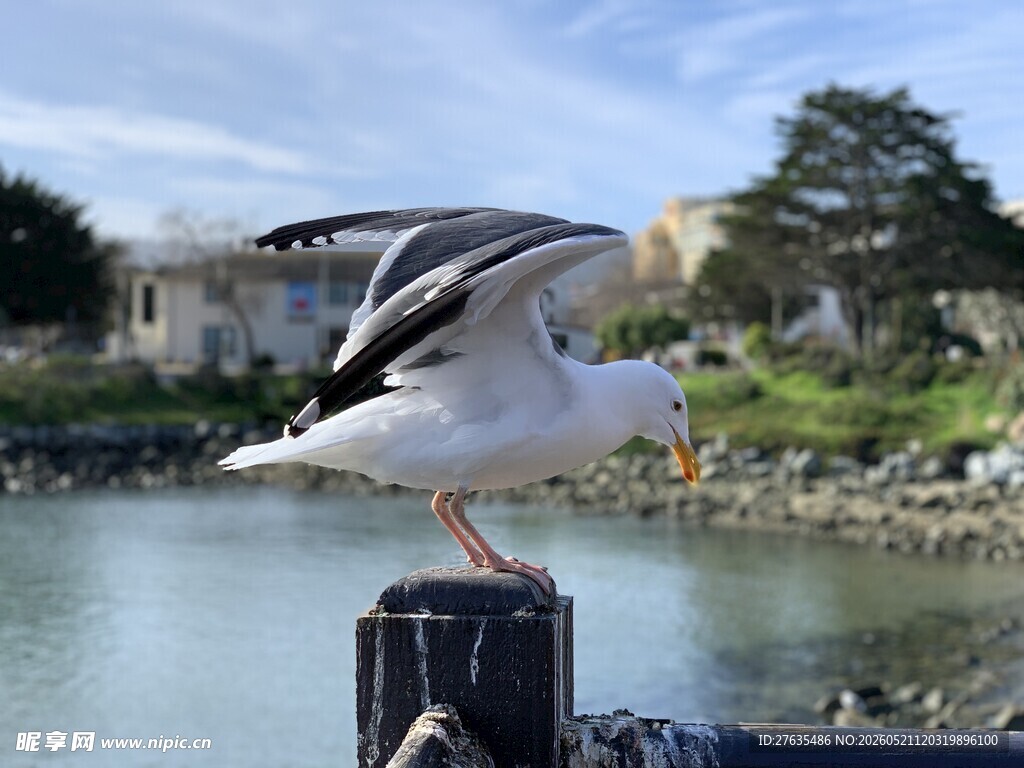海鸥立于水边木桩
