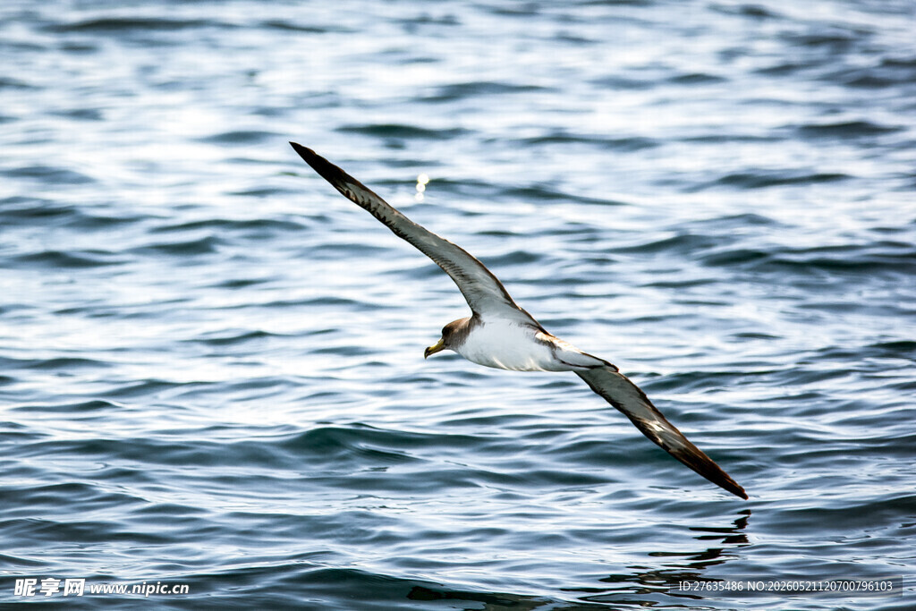 海鸥掠水飞翔