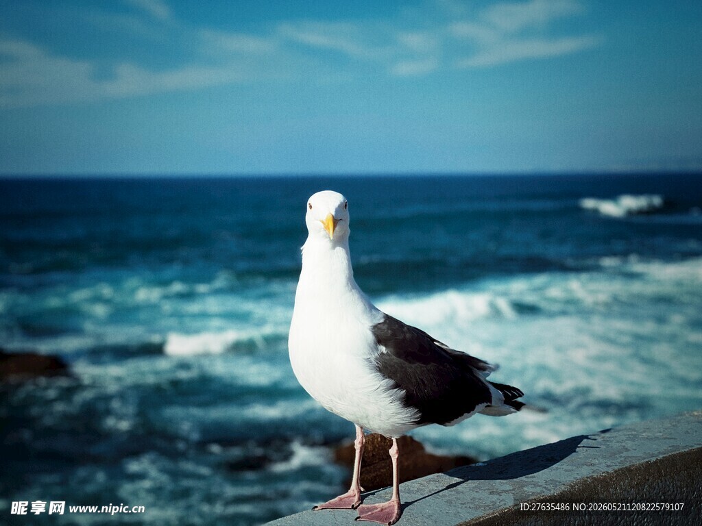 海边礁石上的站立海鸥