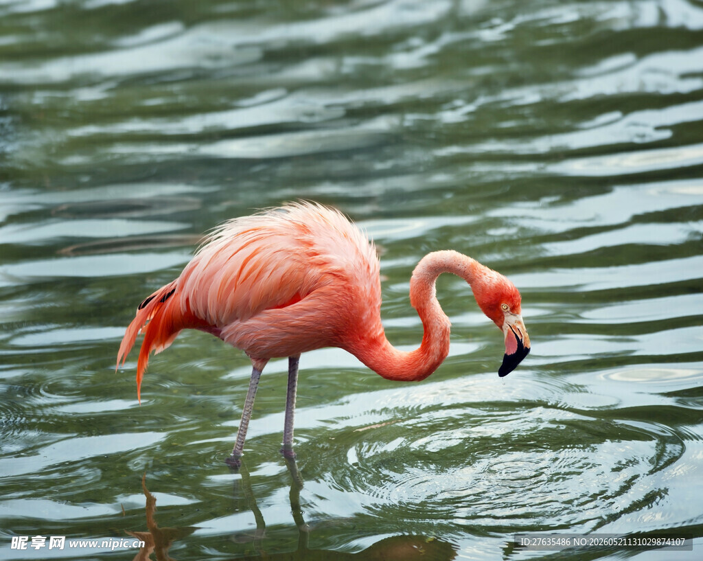 水中优雅的粉红色火烈鸟