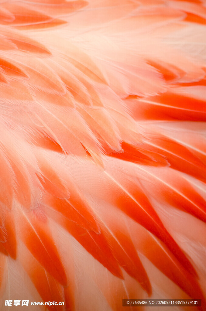 火烈鸟绚丽羽毛特写
