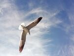 翱翔蓝天的海鸥