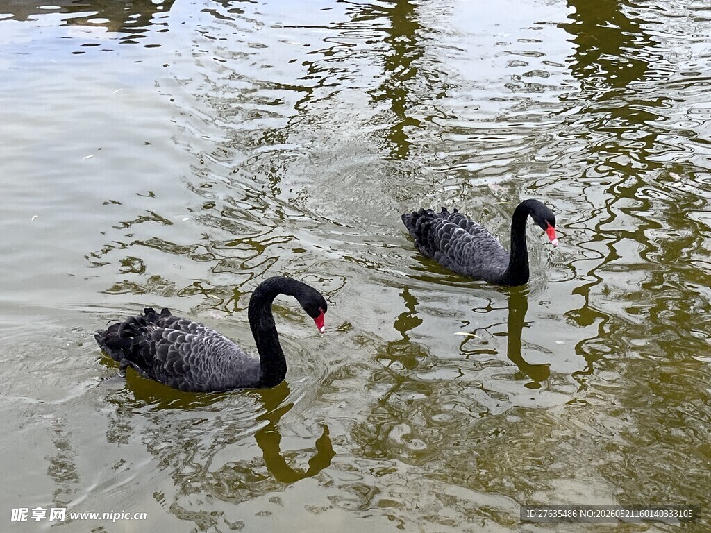 水中双黑天鹅悠游