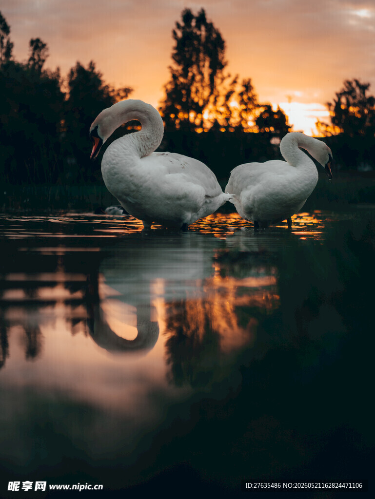 夕阳下的优雅天鹅