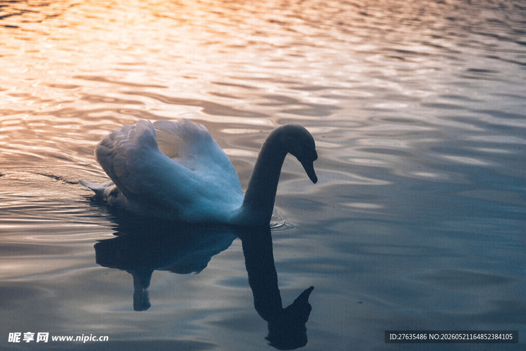 夕阳下的优雅天鹅