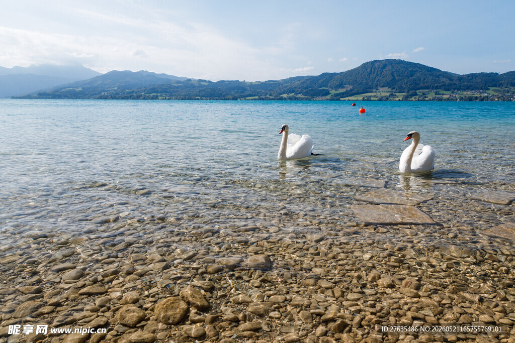 湖畔双天鹅悠游浅滩