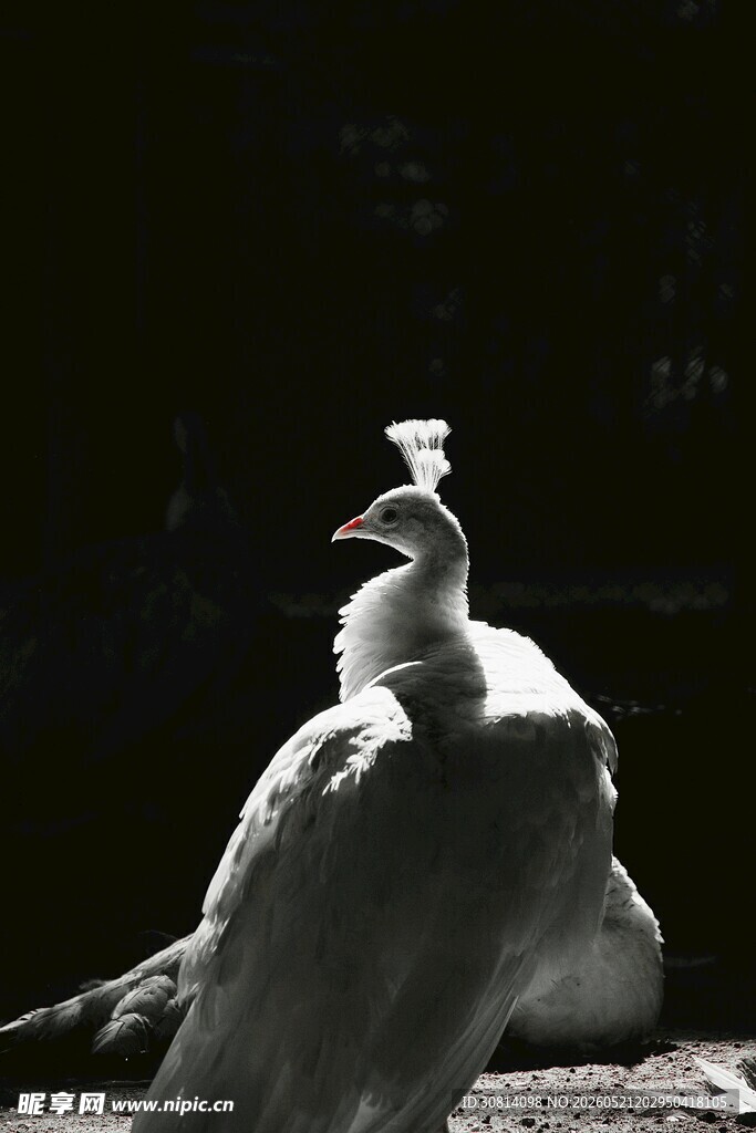 优雅白孔雀