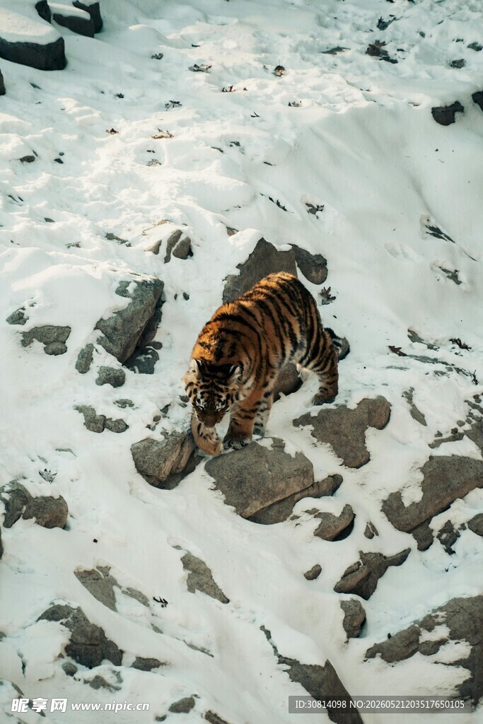雪地中的斑斓猛虎